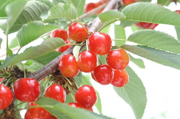 『熟練職人の打ちたて「霧下そば」と信州名物「馬刺し」 「佐藤錦」または「紅秀峰」を含むサクランボ狩り食べ放題』【赤池・豊田出発】<こだわりの食の旅>3